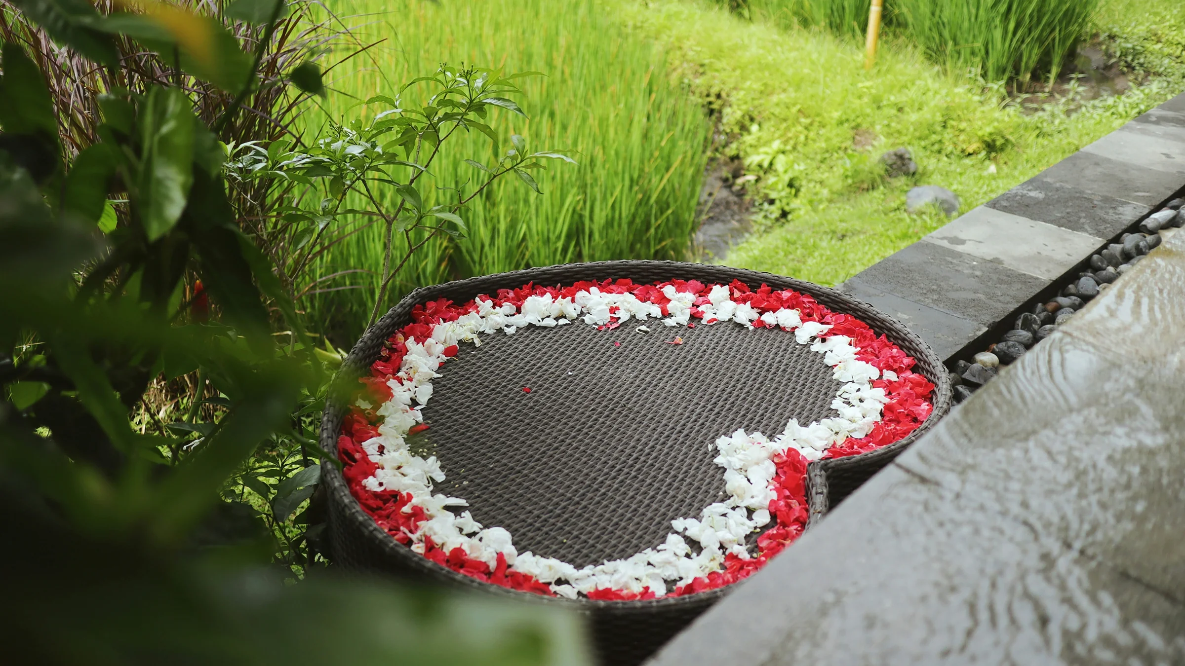 Ubud, Bali — terraced rice paddies and palm canopy