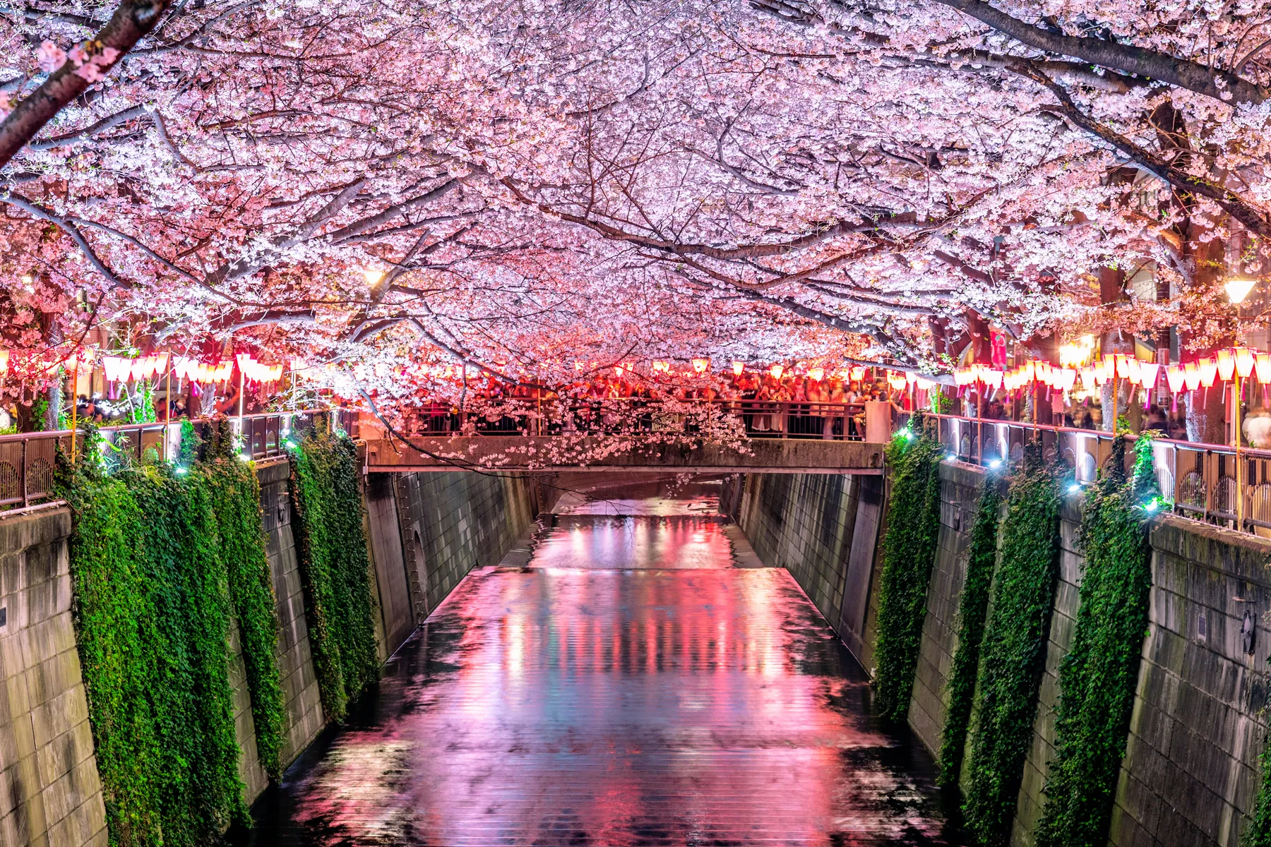 Cherry blossom canopy — the trip you remember together.
